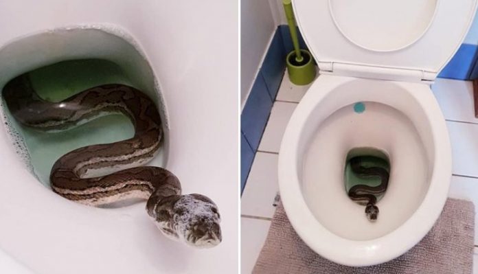 How To Use a Toilet Snake Properly