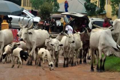 Menace of Open Grazing in the FCT