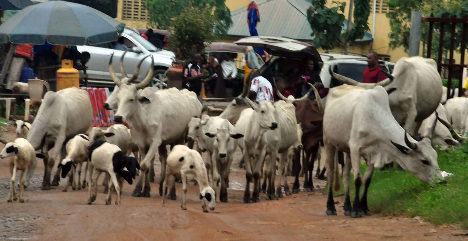 Menace of Open Grazing in the FCT